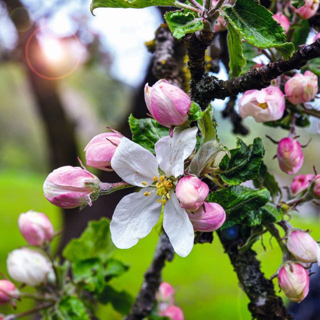 Kirschblüten Foto Lotz web
